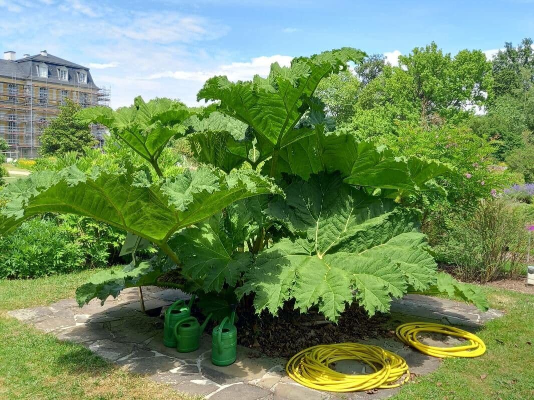 Gunnera tinctoria 10