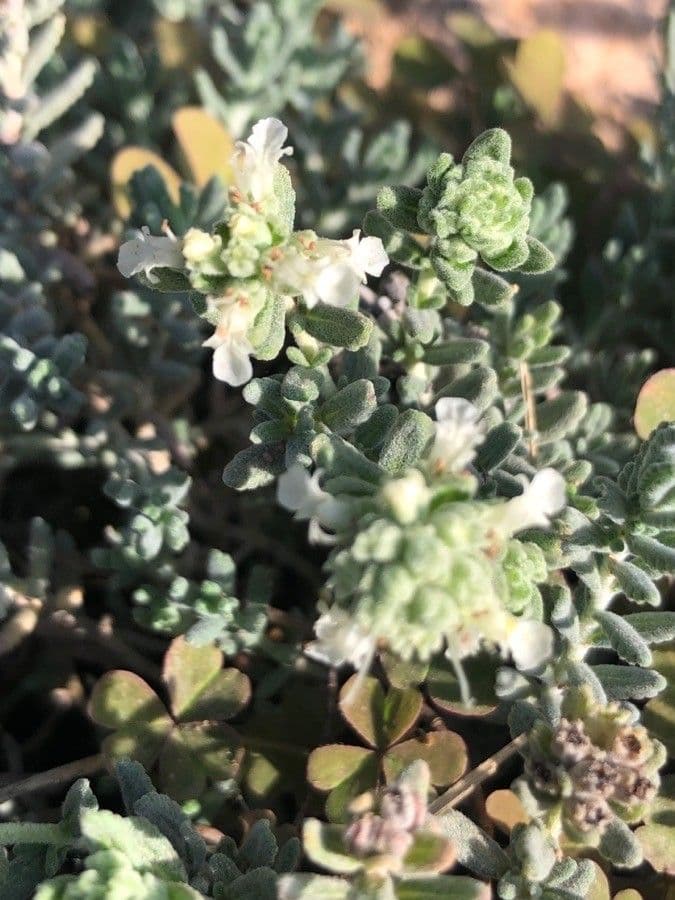 Teucrium