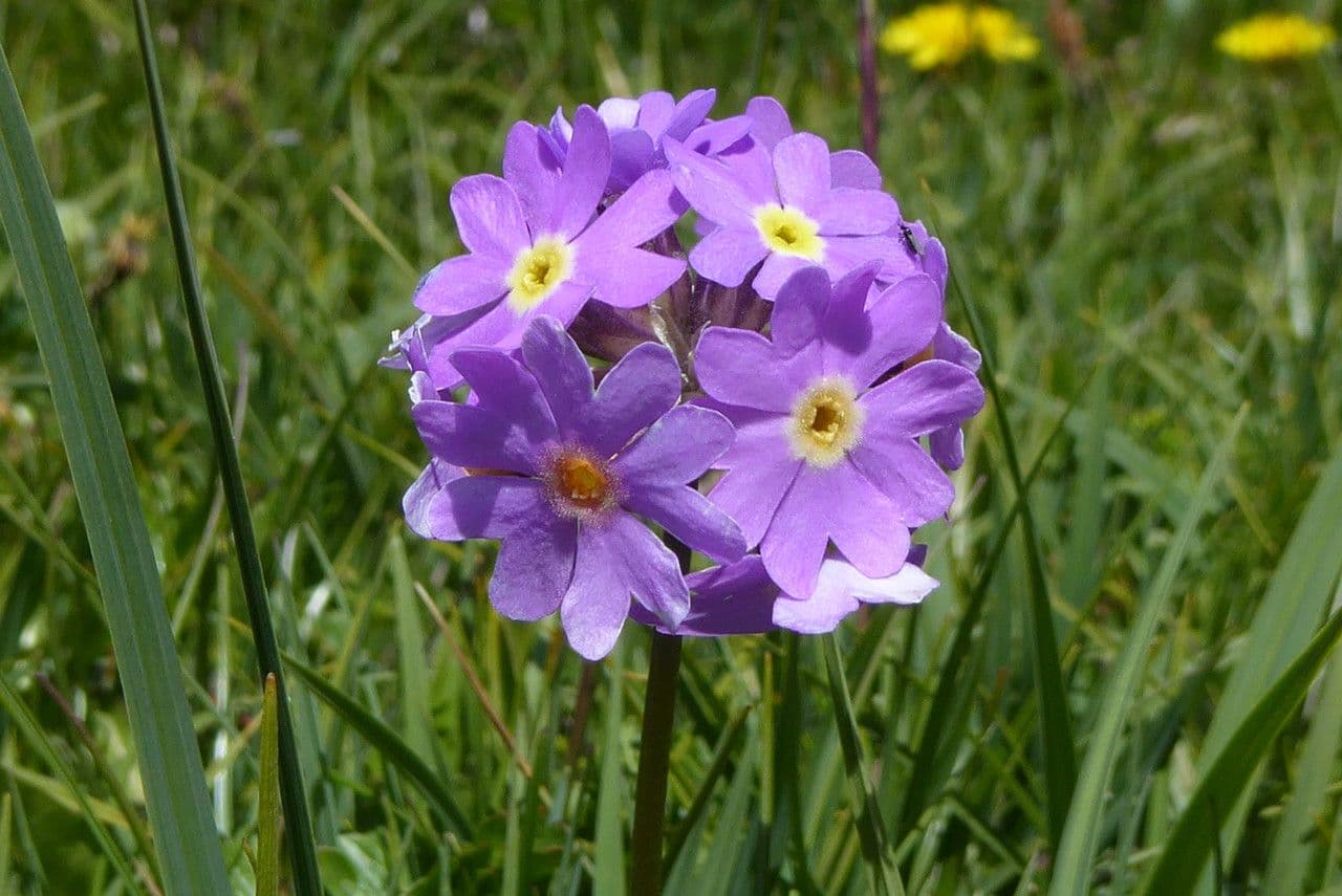 Primula