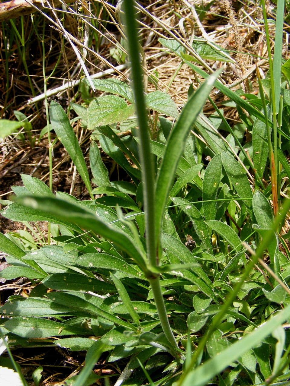 Silene 10