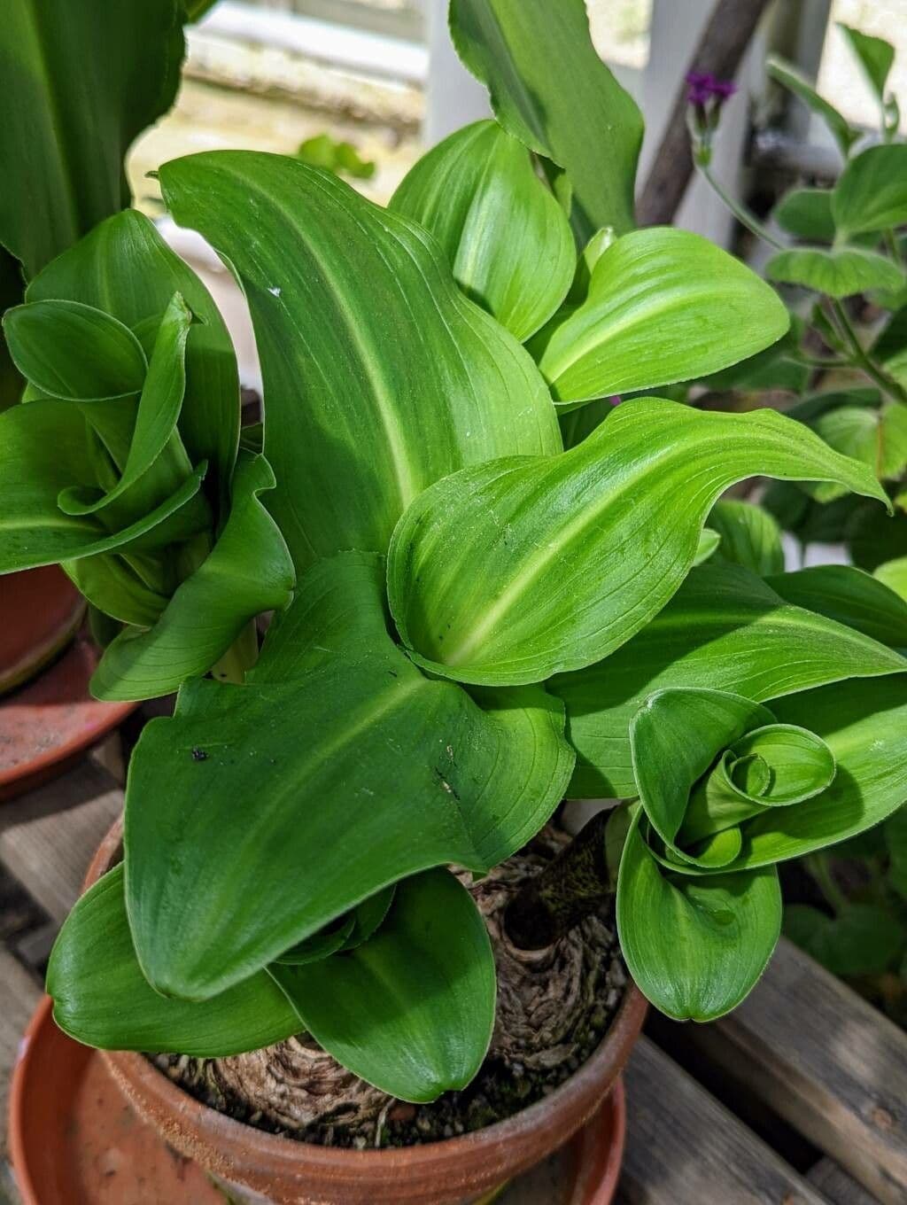Eucomis 14