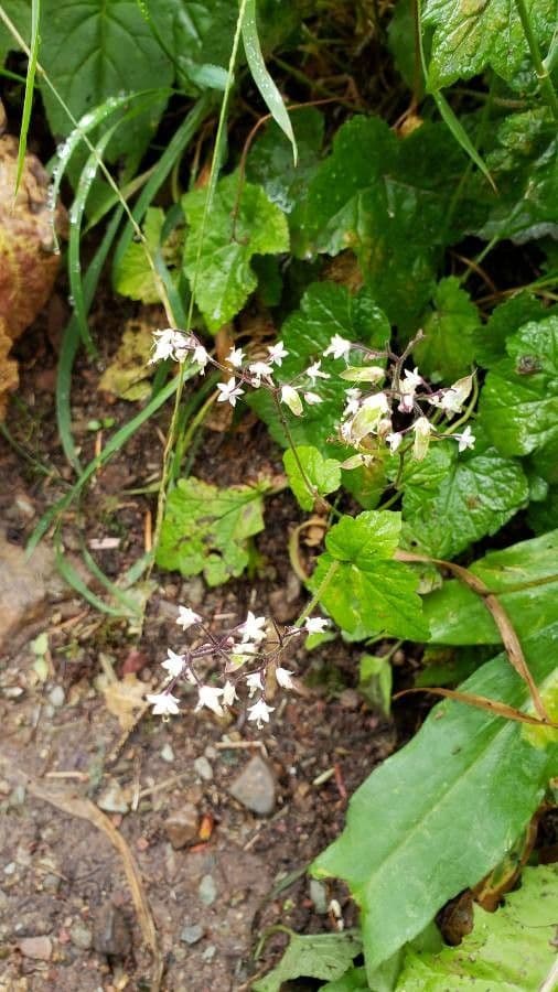 Tiarella trifoliata 3