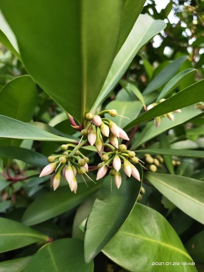 Ardisia eliptická 9