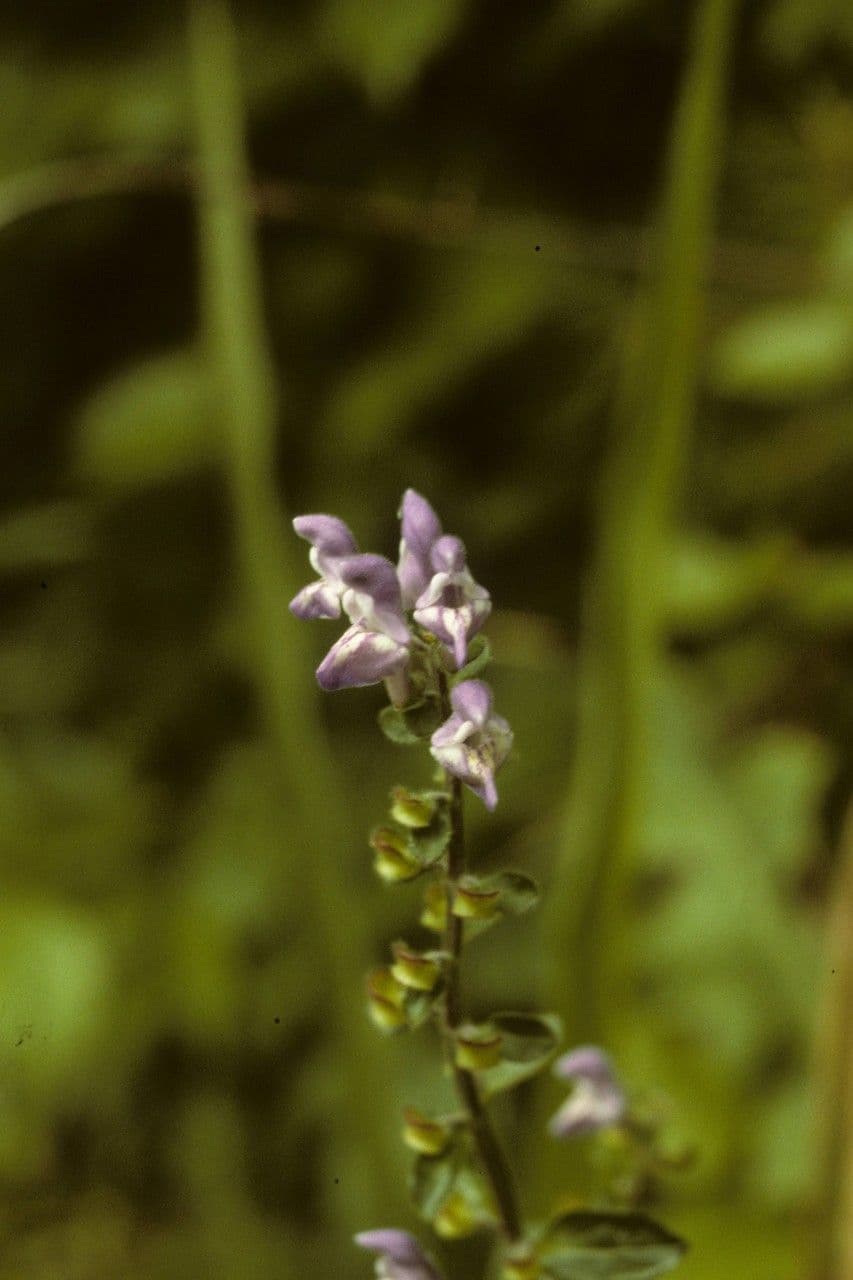 Scutellaria 6