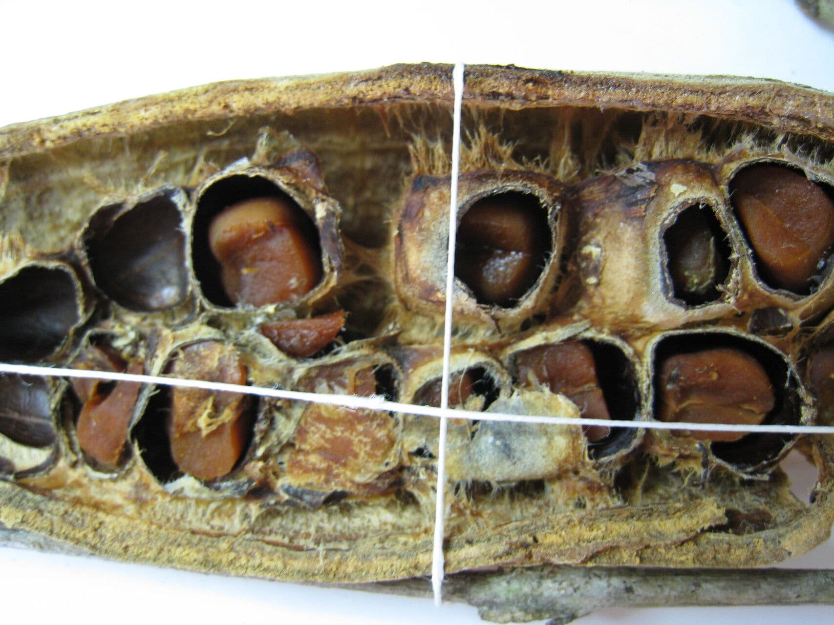 Tontelea 4