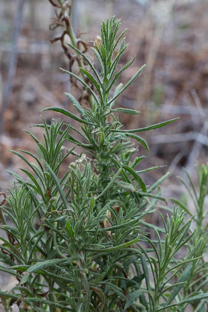 Pseudognaphalium ramosissimum 7