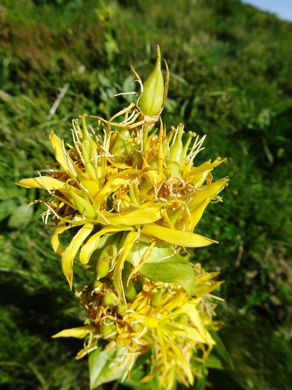 Genziana maggiore