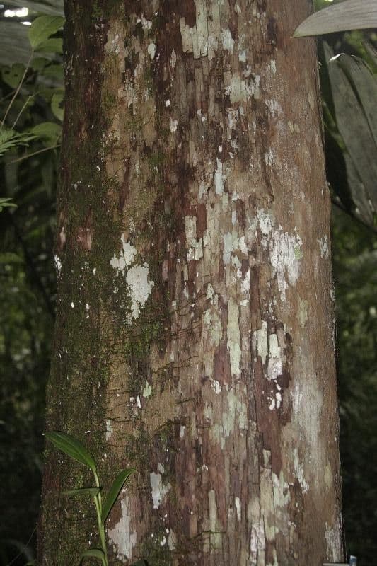 Pouteria