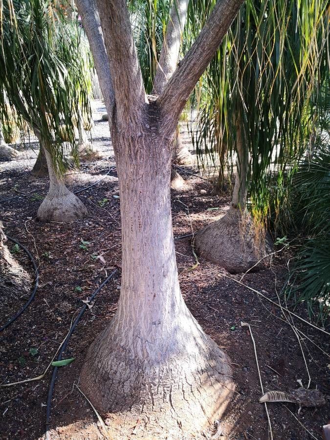 Beaucarnea 11
