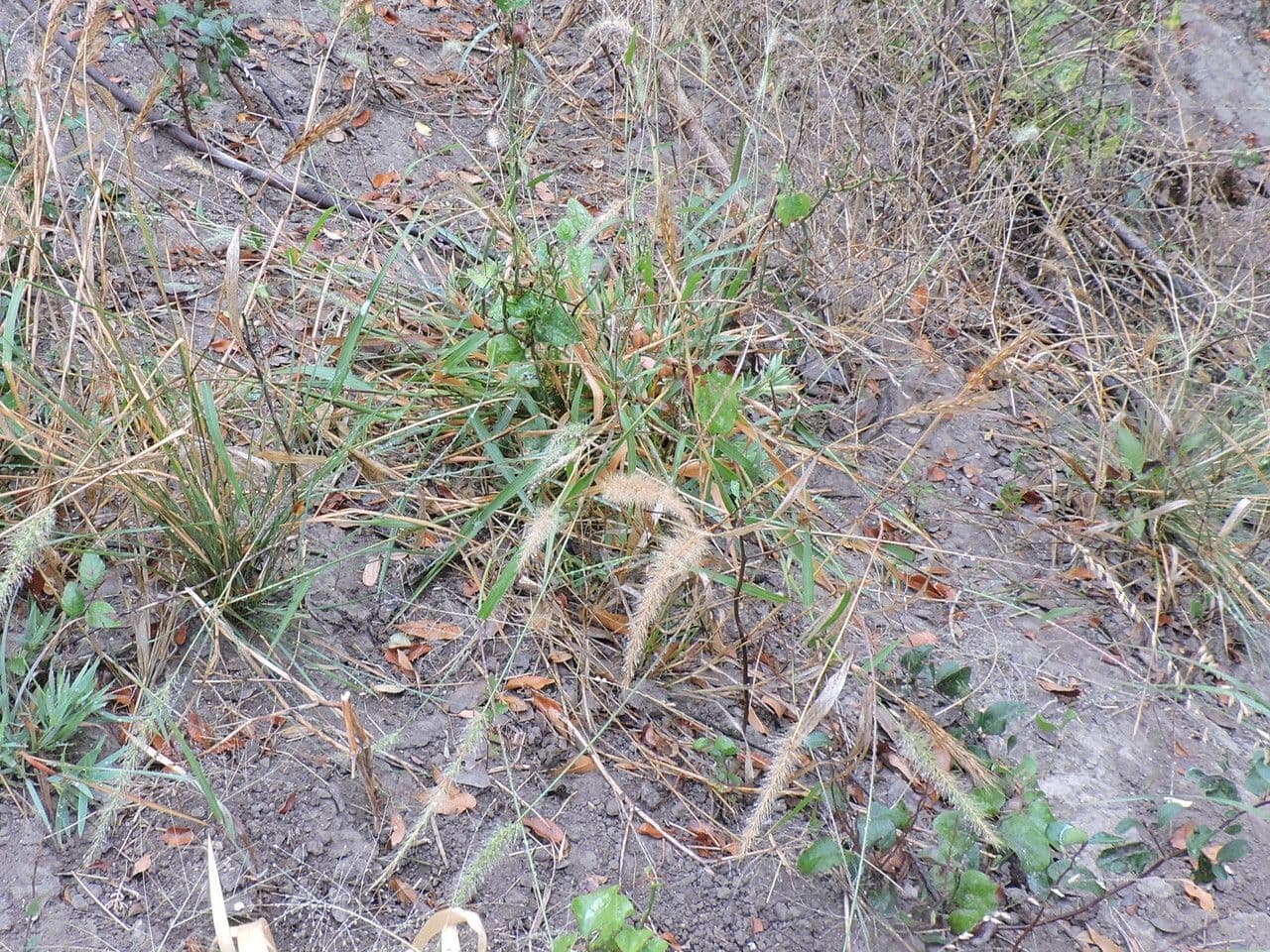 Setaria 6