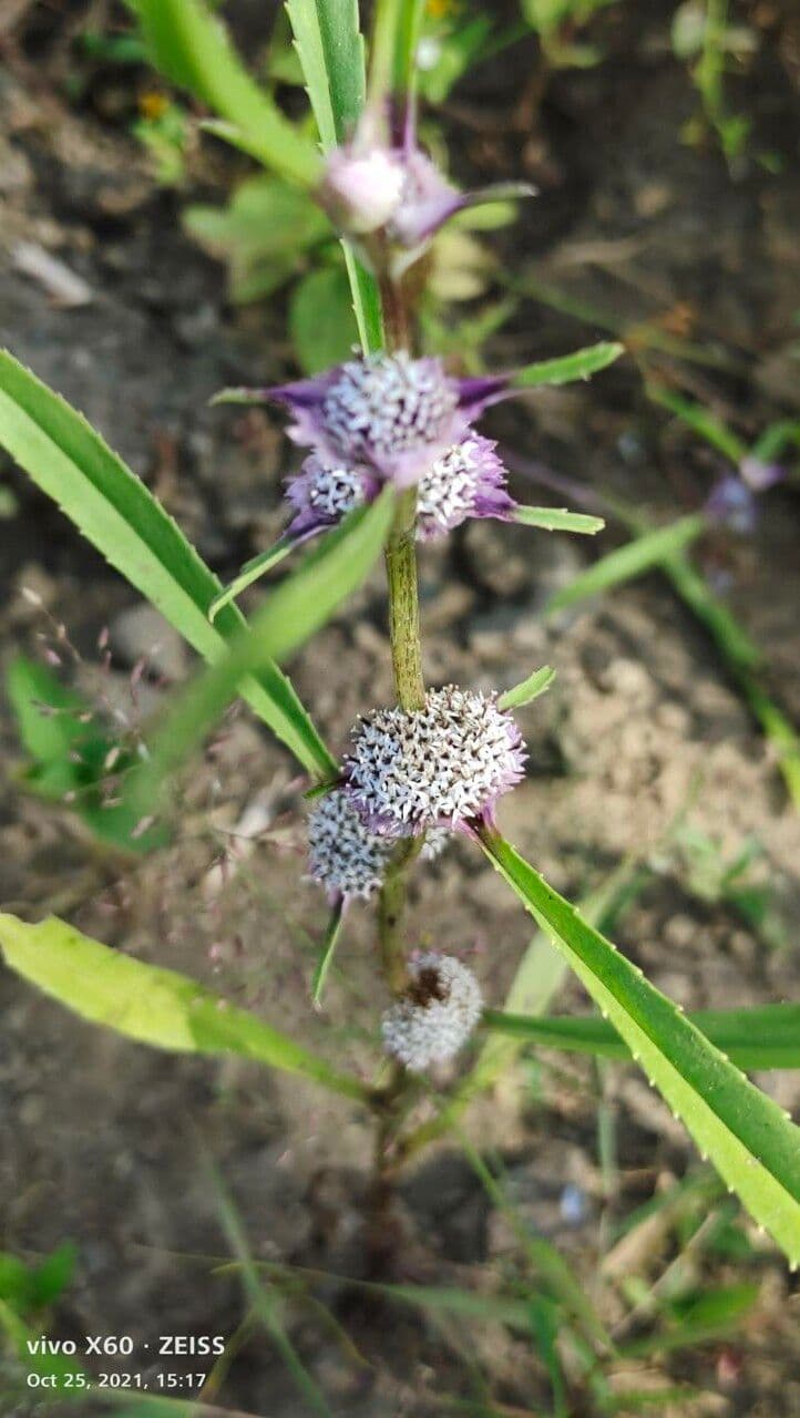 Caesulia 2