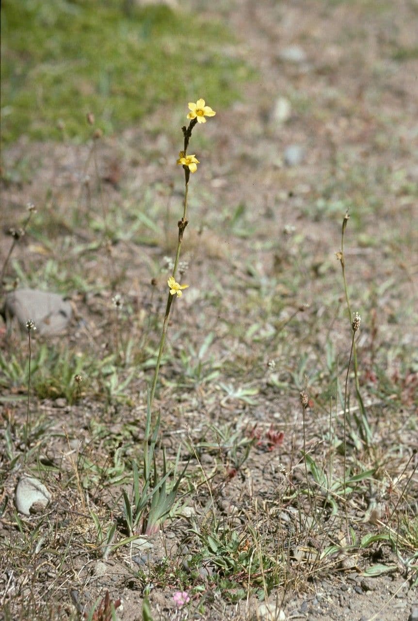 Sisyrinchium