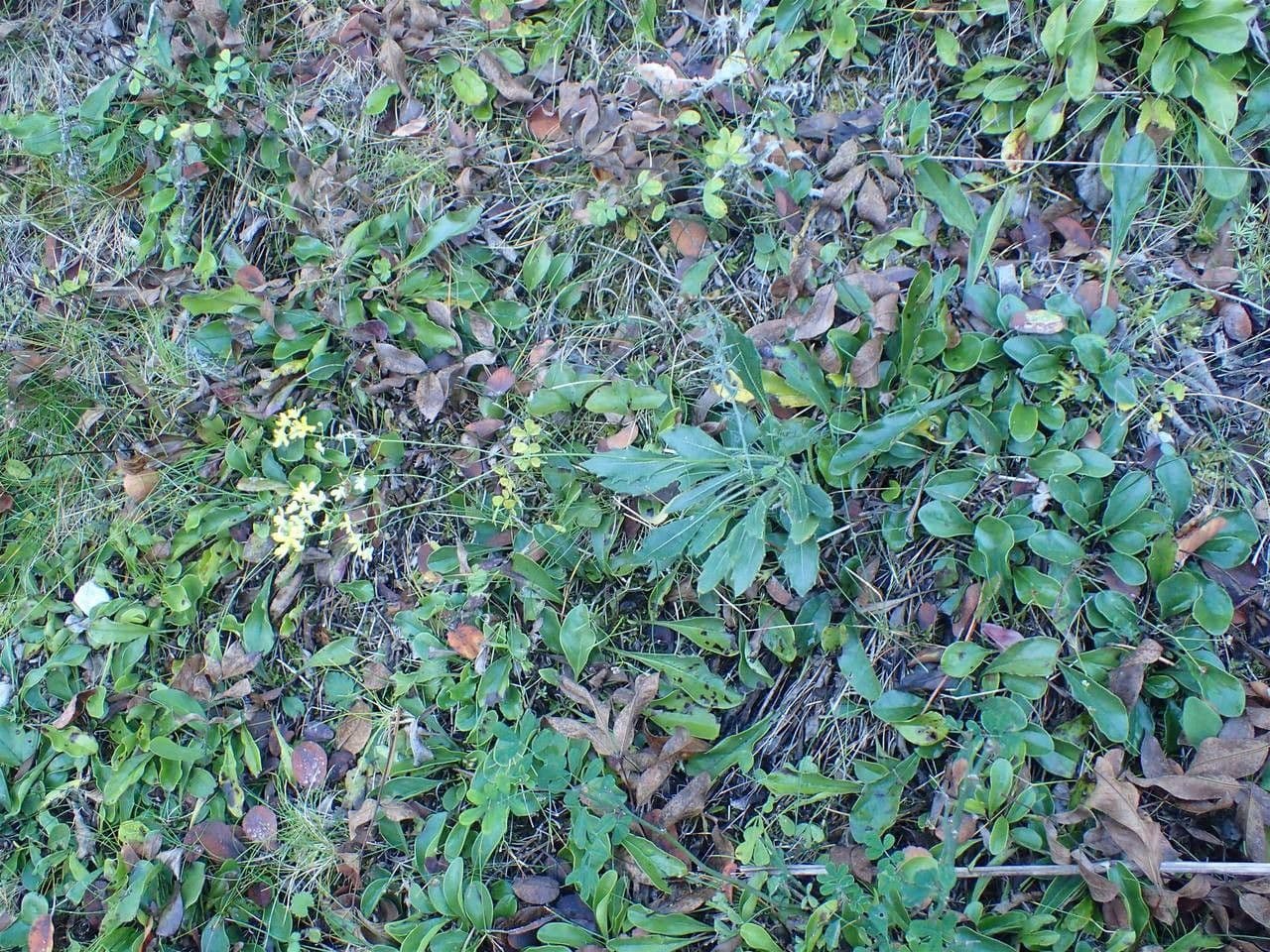 Biscutella 7