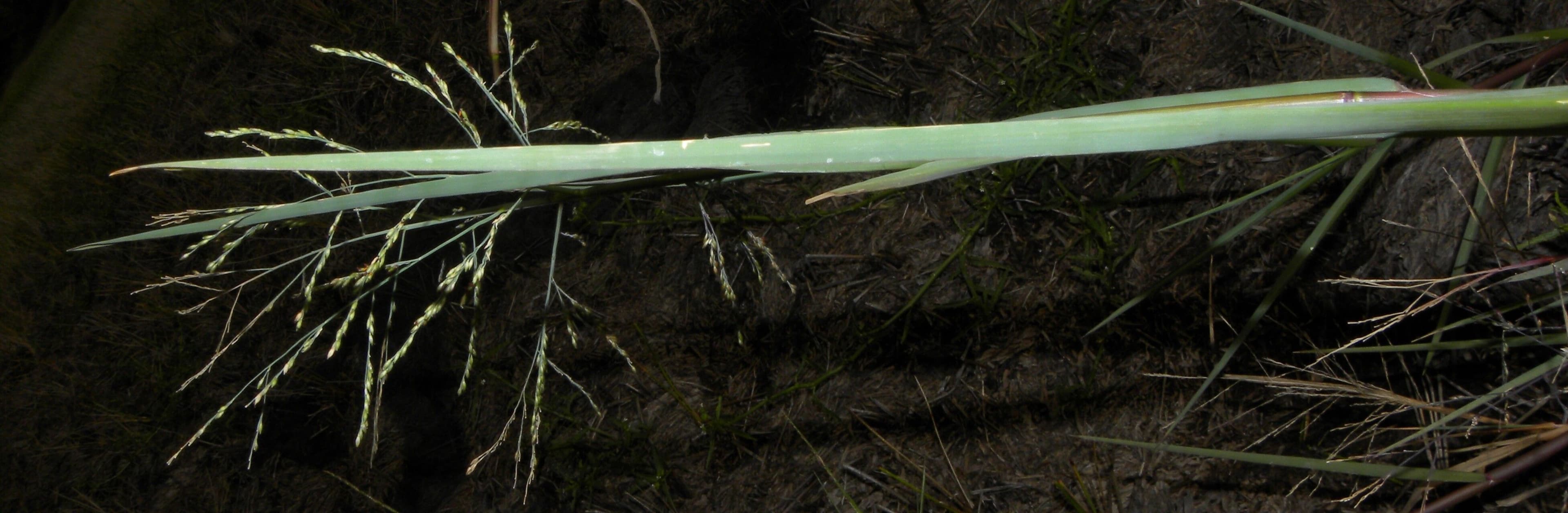 Panicum 8