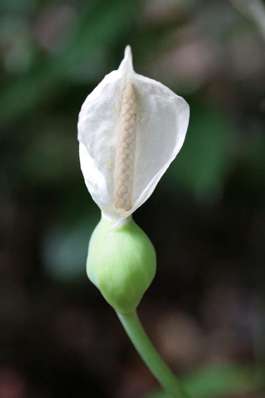 Filodendro 3