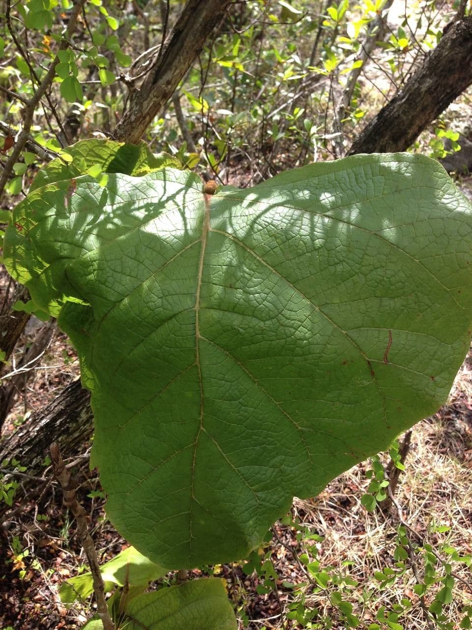 Coccoloba 20