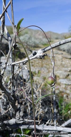 Neogaerrhinum