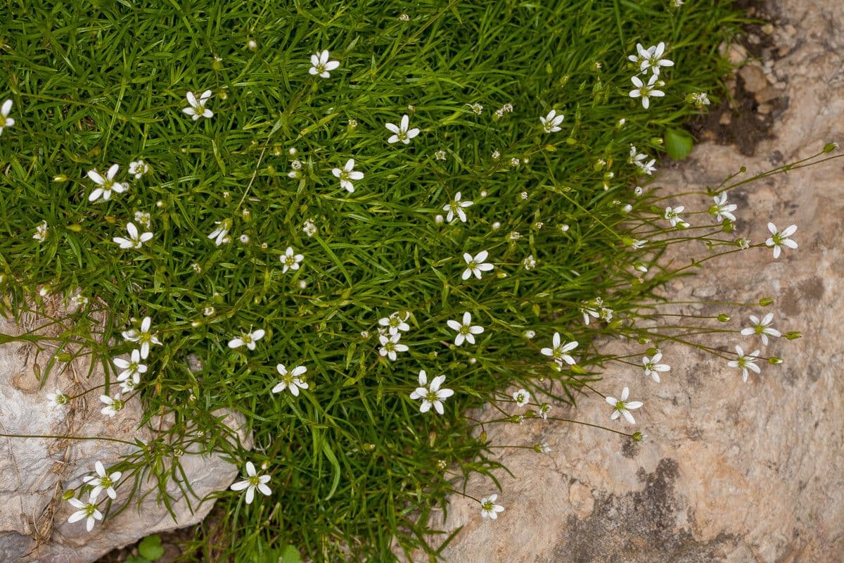 Sabulina 10