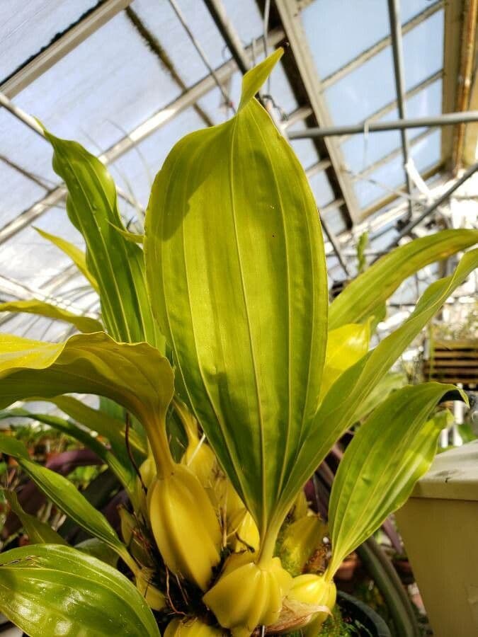 Gongora 8