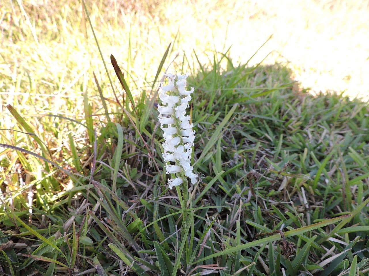 Spiranthes lacera