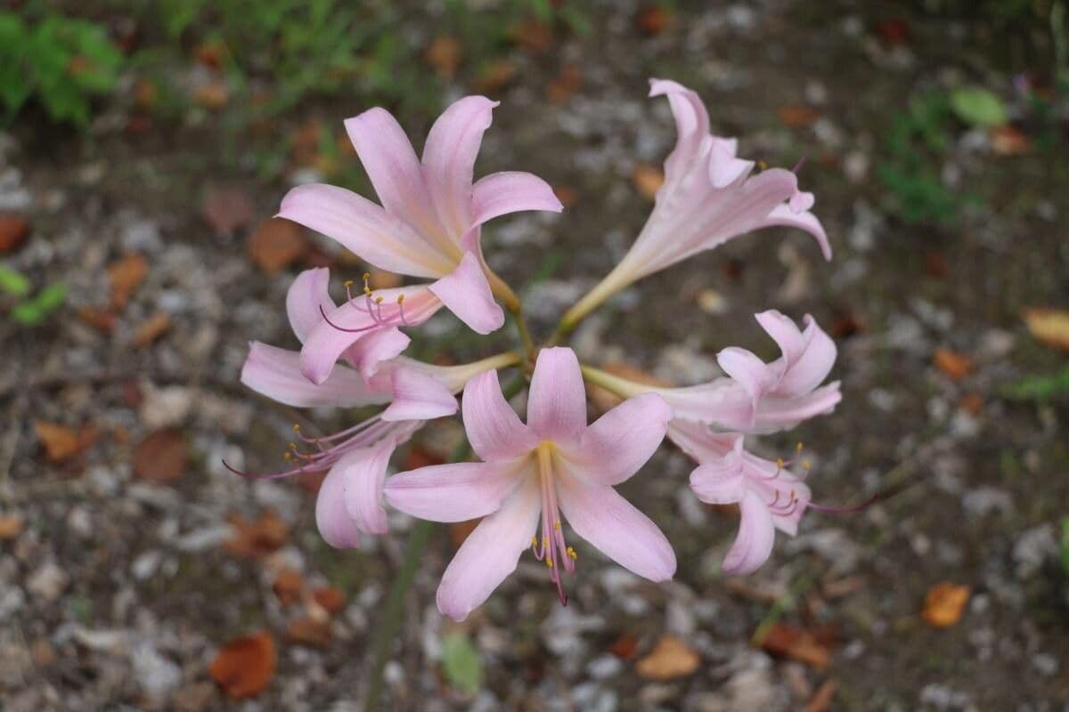 Lycoris 12