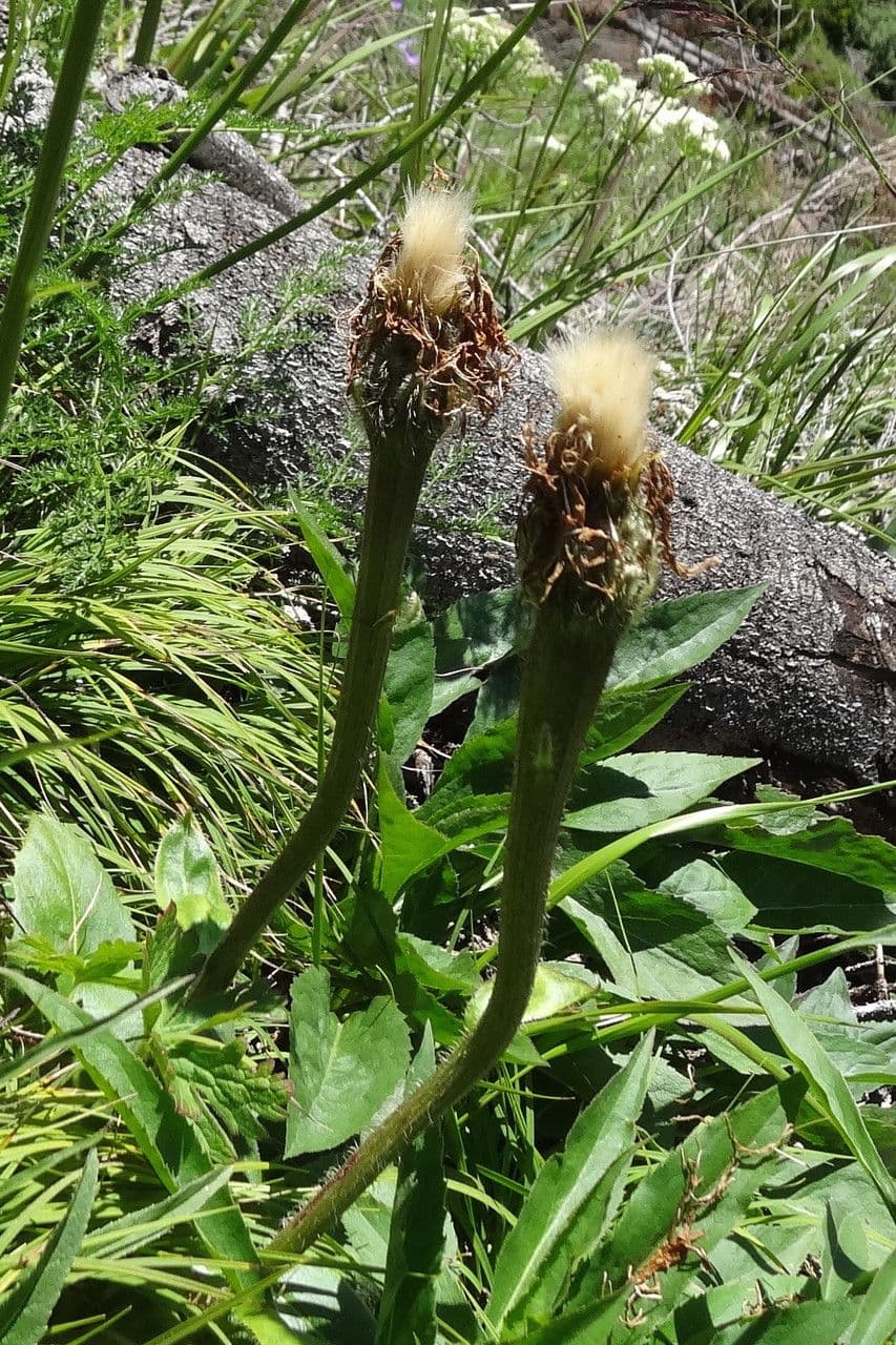 Hypochaeris uniflora