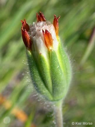 Achyrachaena 4