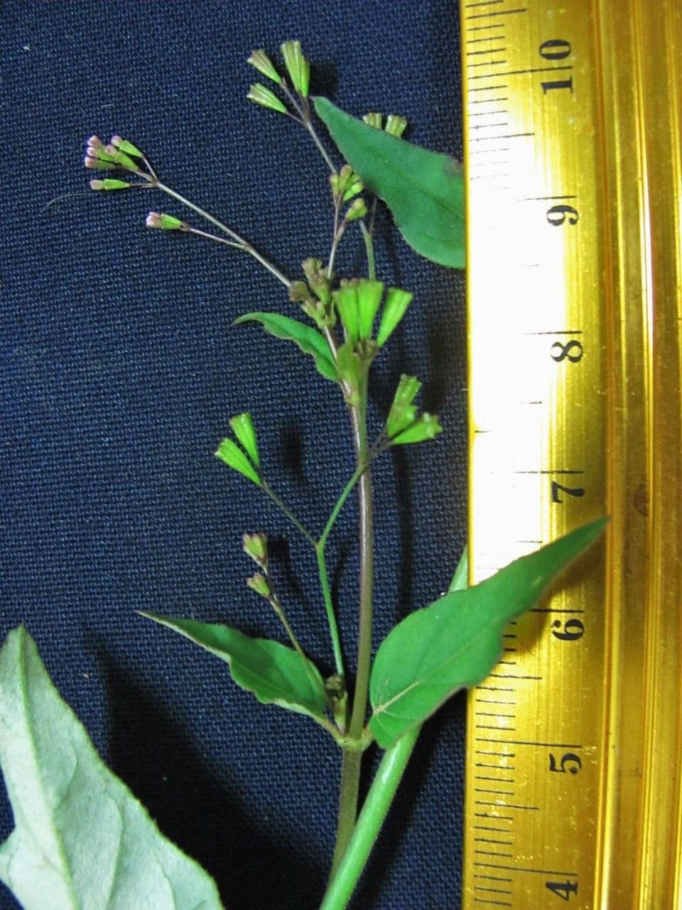 Boerhavia erecta 28