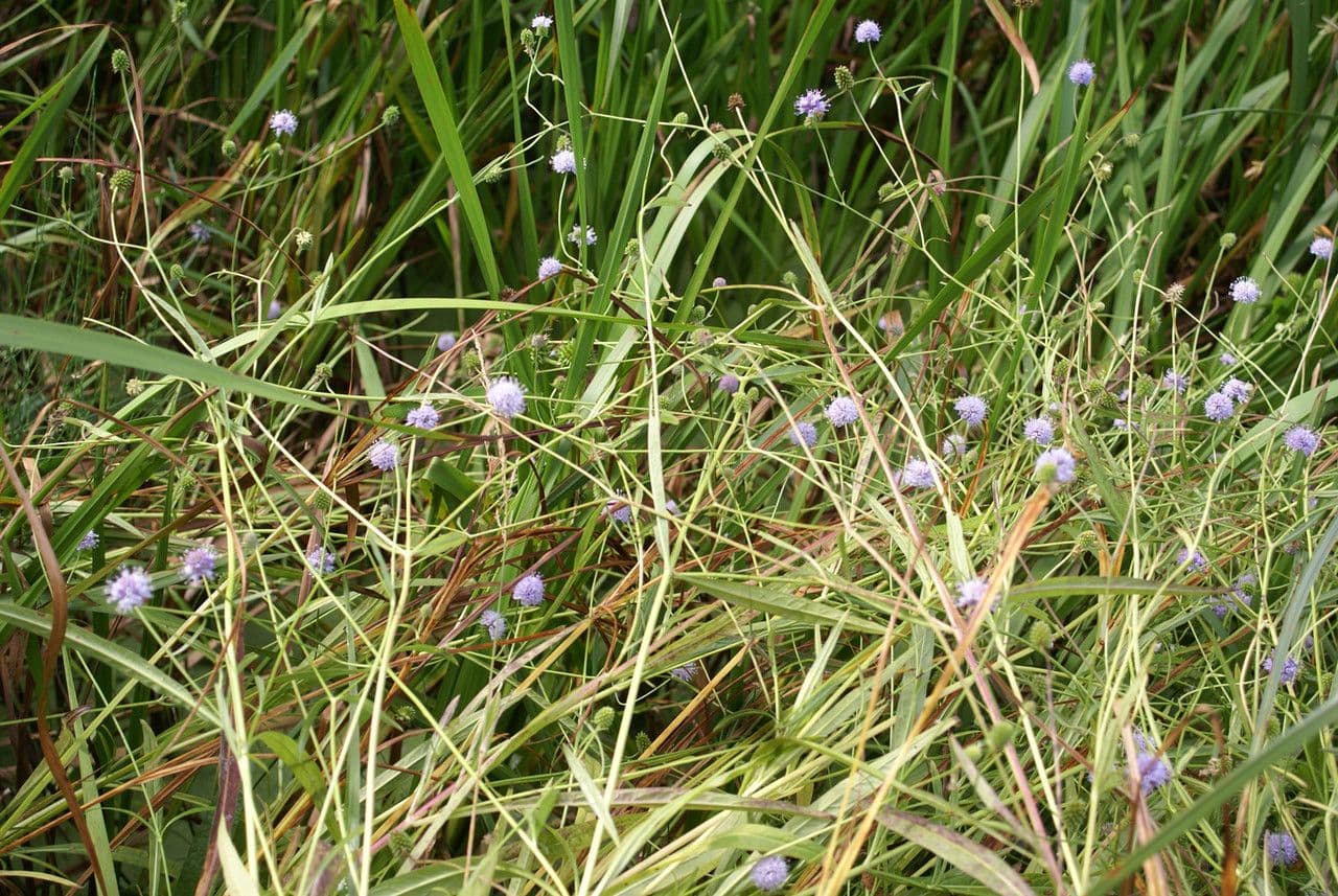 Succisella 13