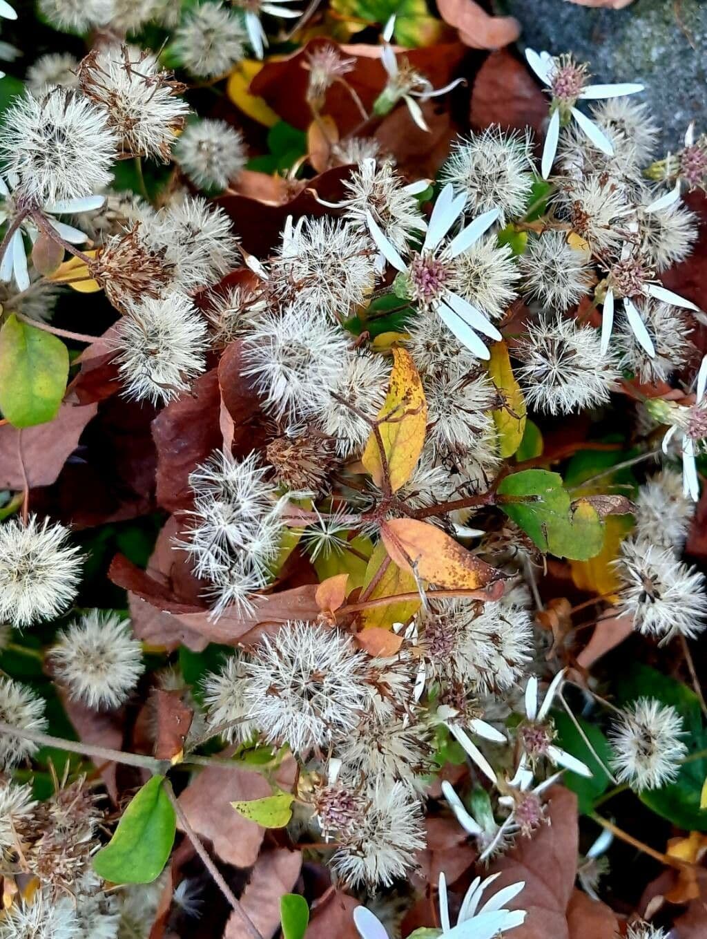 Aster divariqué 2