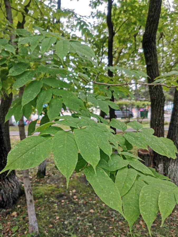 Fraxinus della Manciuria