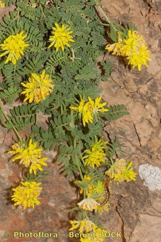 Anthyllis 2