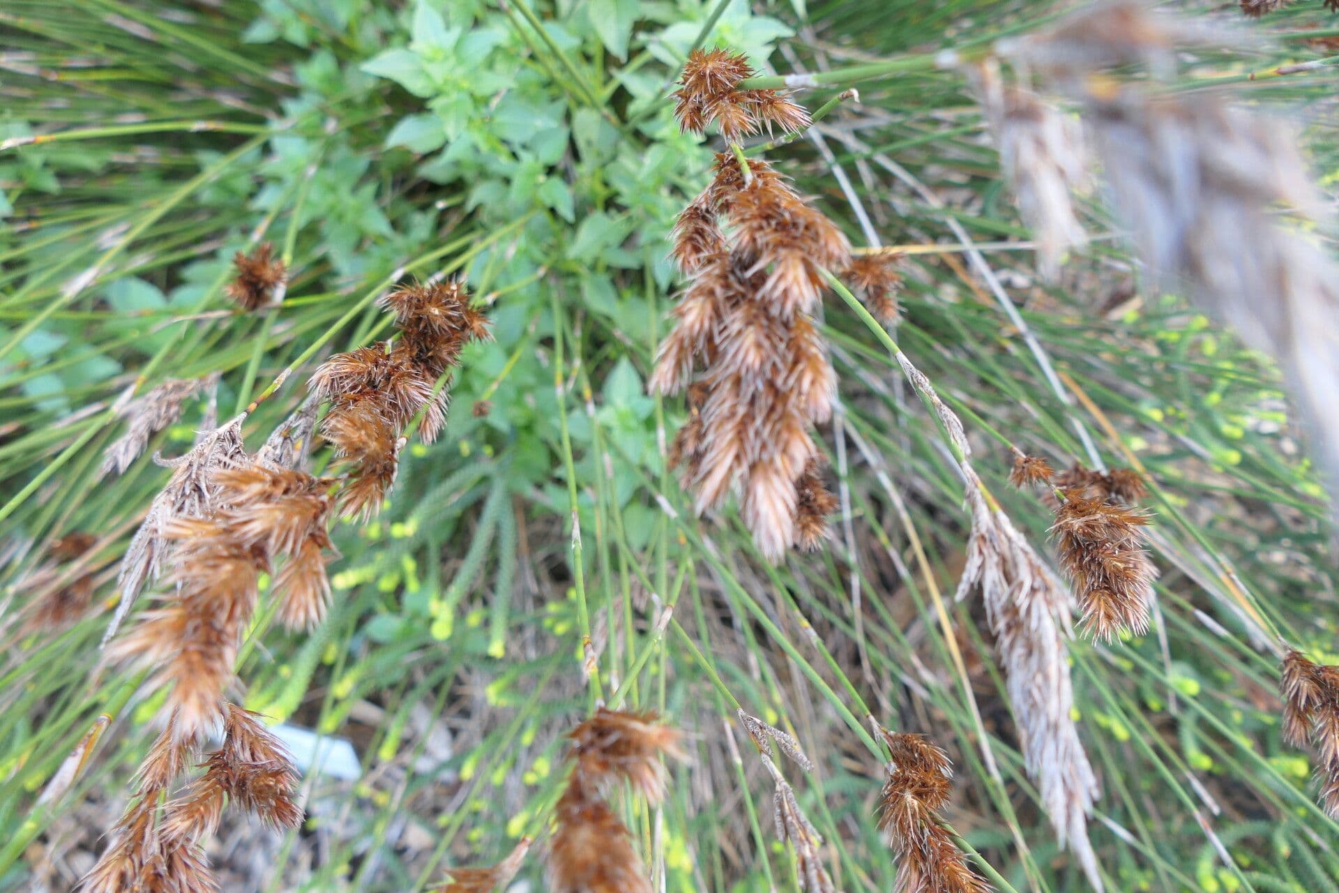Thamnochortus 2