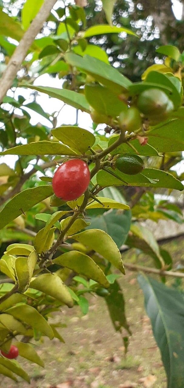 Triphasia trifogliata 2