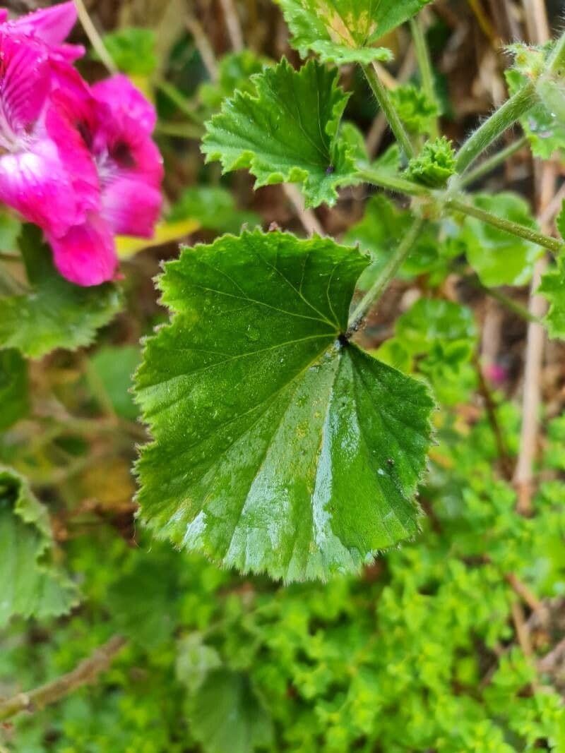 Pelargonio 9