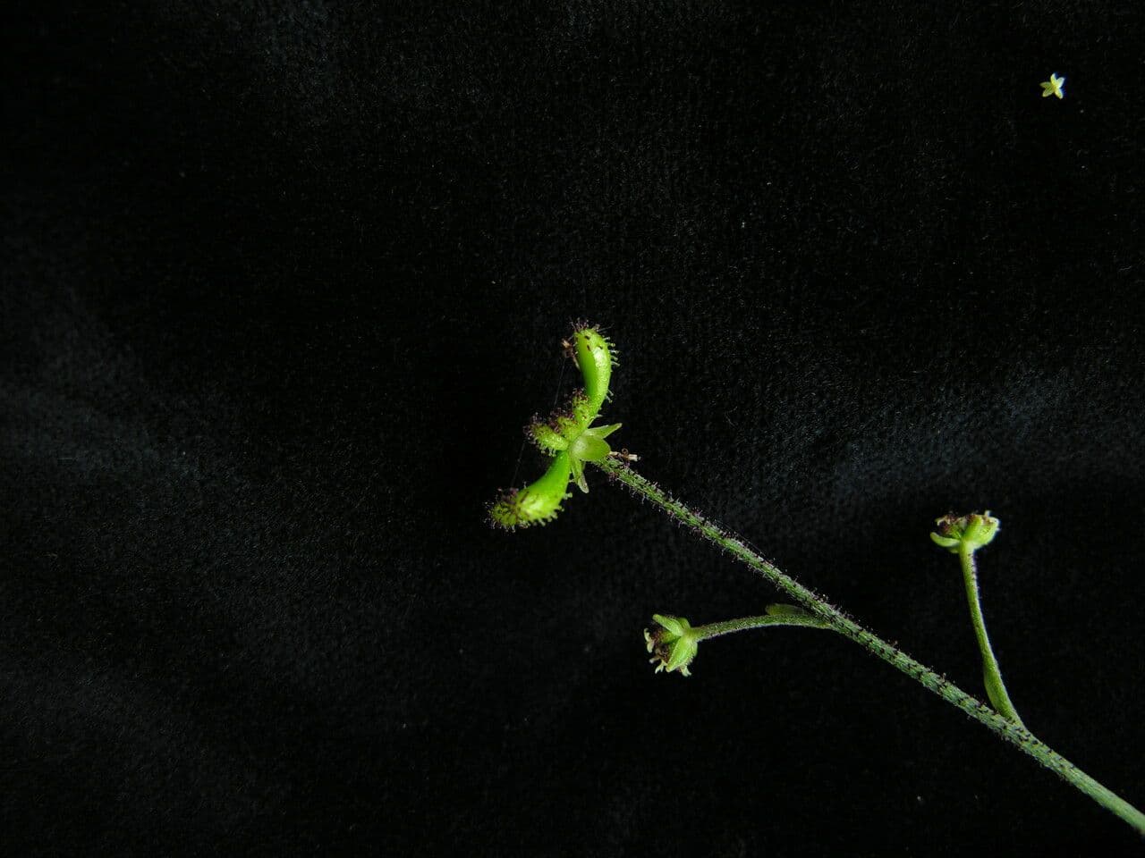 Adenocaulon