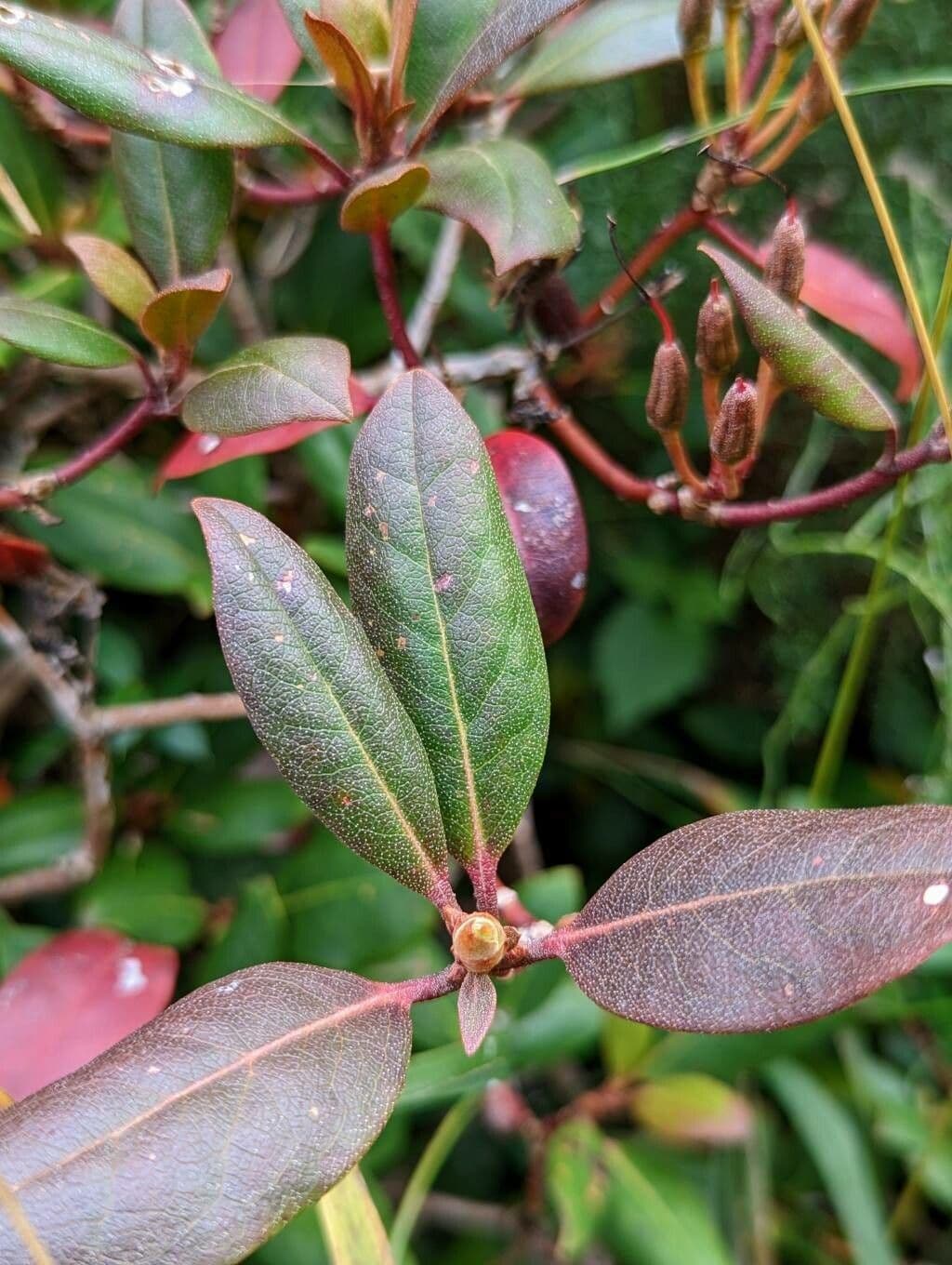 Rododendron karolínský 6
