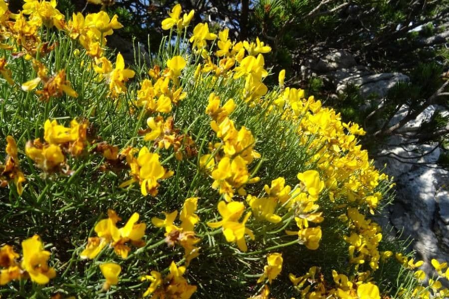 Ginestra radiata 6