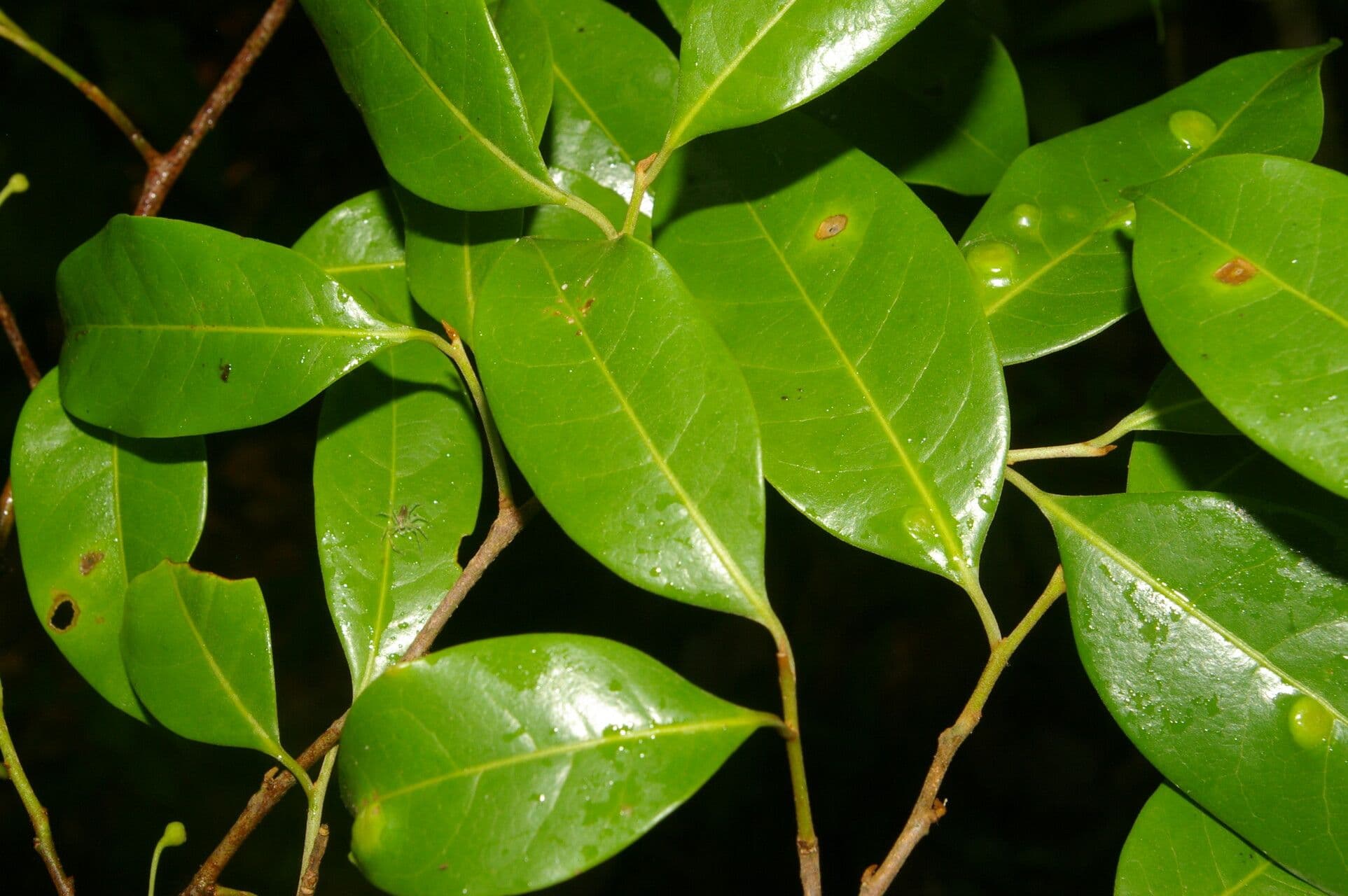 Sarcaulus 8