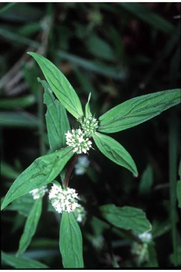 Spermacoce 9