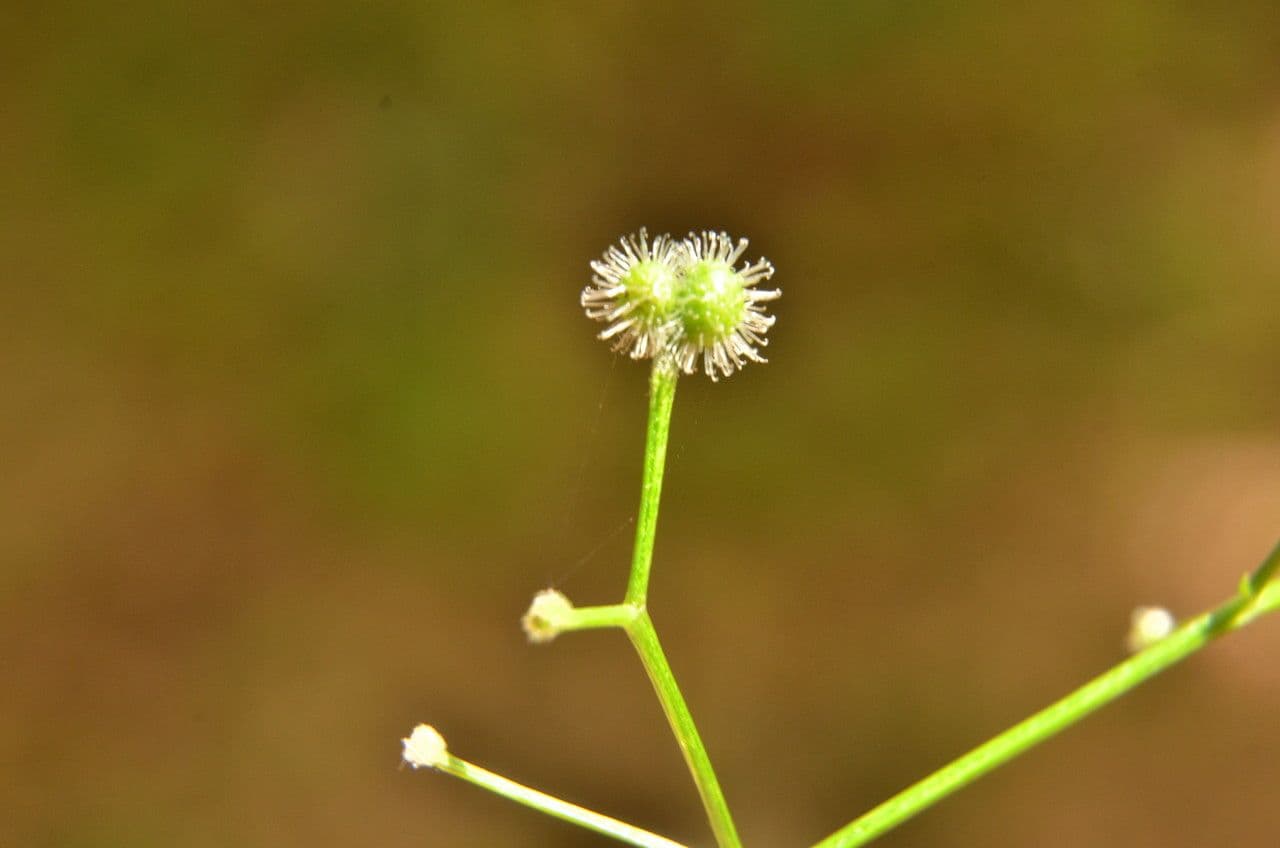 Caglio trifloro