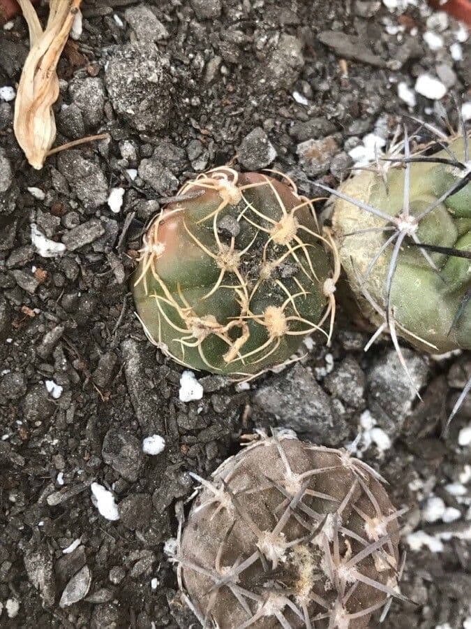 Gymnocalycium verde-rosso 10