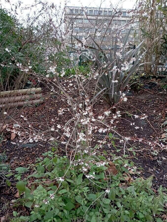Abeliophyllum 8