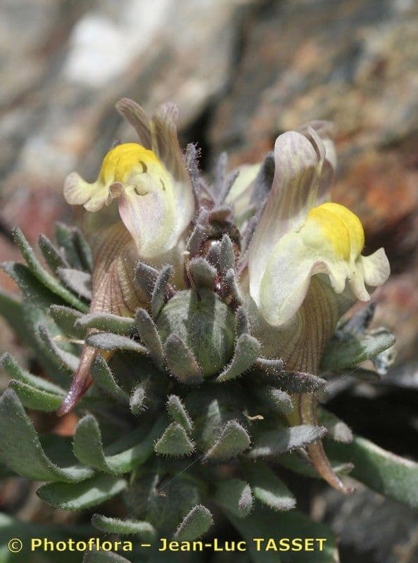 Linaria glaciale 4