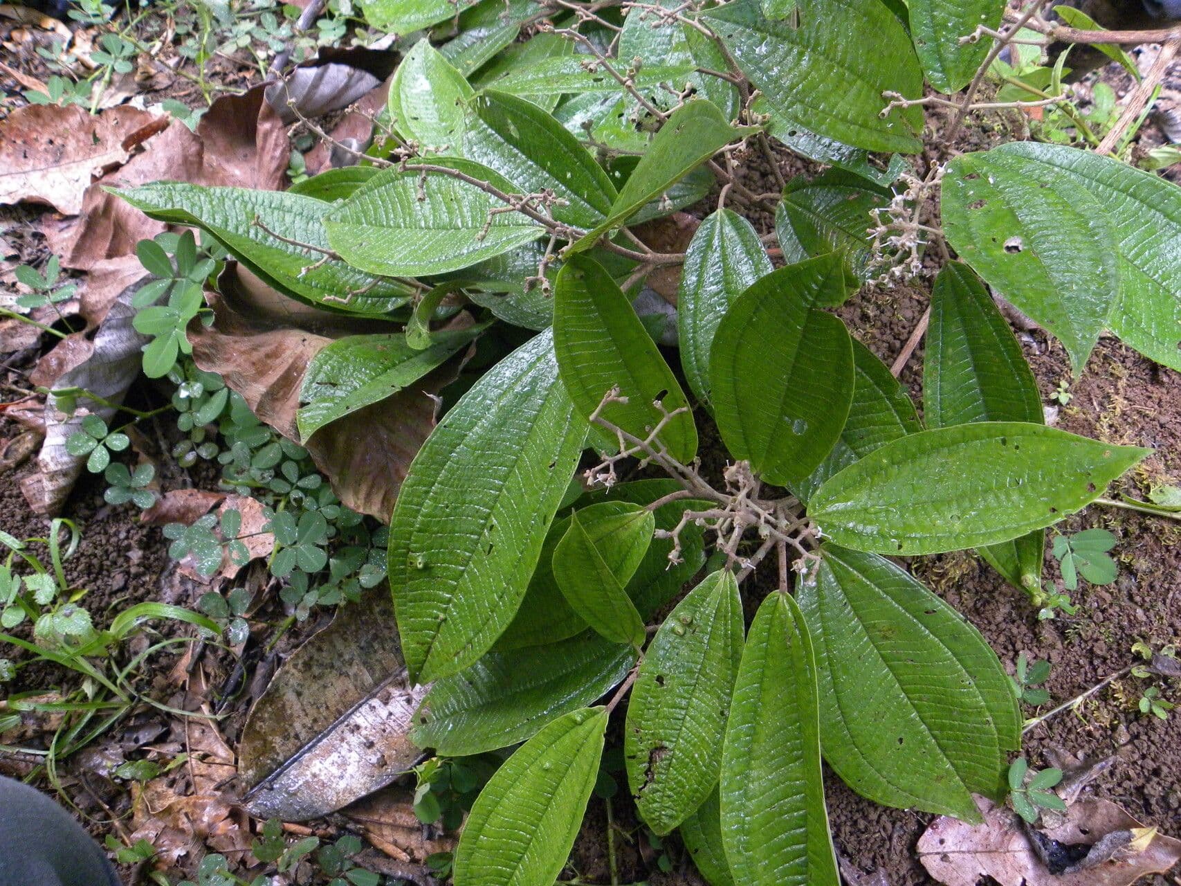 Miconia a spighe multiple 5
