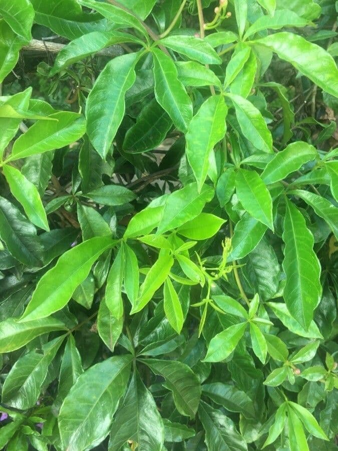 Ipomoea horsfalliae 11