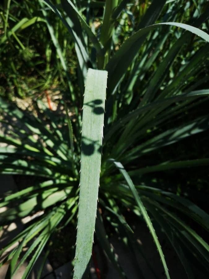 Yucca-Mannstreu 17