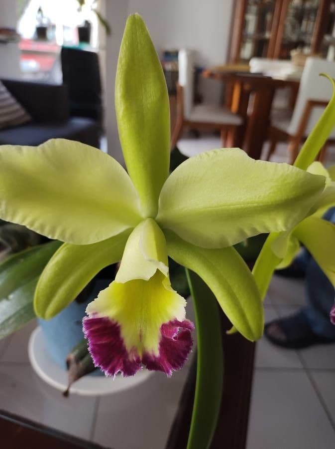Rhyncholaelia glauca 2