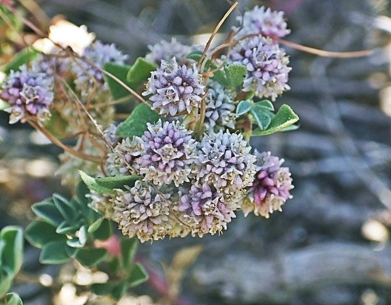 Cuscuta a semi piccoli 3