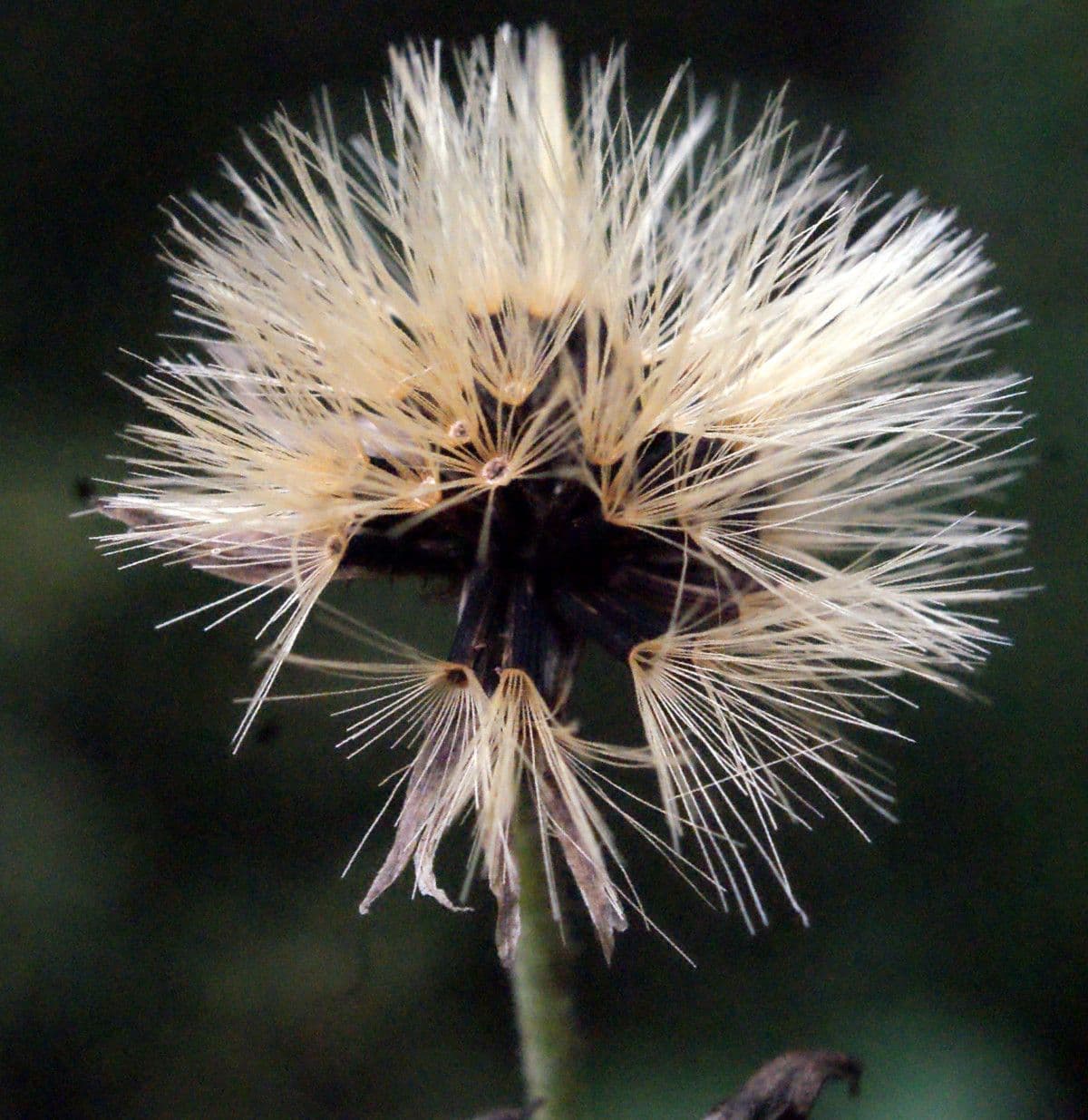 Sparviere sabaudo